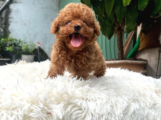 Bardak Boy Mi̇cro Boy Toy Poodle Bebeği̇m görsel