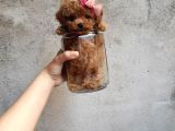Bardak Boy Mi̇cro Boy Toy Poodle Bebeği̇m