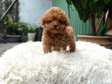 Bardak Boy Mi̇cro Boy Toy Poodle Bebeği̇m
