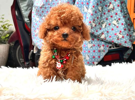 Bardak Boy Mi̇cro Boy Toy Poodle Bebeği̇m
