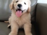 Dişi Ve Erkek Golden Retriever Baby Face Bebeklerimiz