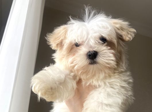 Teacup Malti̇po Bebekleri̇m görsel