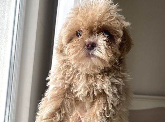 Teacup Malti̇po Bebekleri̇m