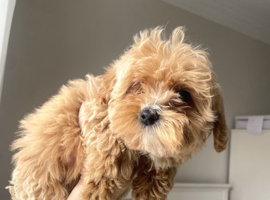 Teacup Malti̇po Bebekleri̇m görsel