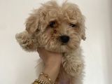 Teacup Malti̇po Bebekleri̇m