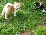 Akita Inu Yavrulari Mama Ve Malzeme Kampanyali
