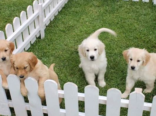 Özel Golden Retriever Yavrulari İstanbul görsel