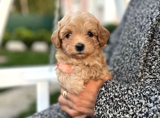 Malti̇poo Bebekleri̇mi̇z Seni̇ Bekli̇yor
