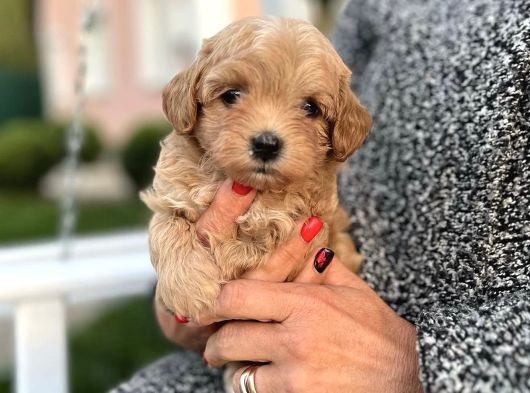 Malti̇poo Bebekleri̇mi̇z Seni̇ Bekli̇yor görsel