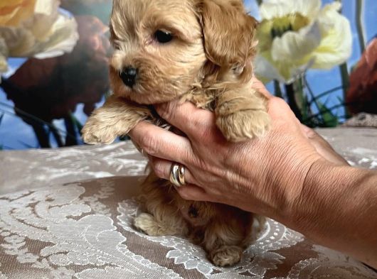 Tatli Mi Tatli Malti̇poo Yavrularimiz görsel