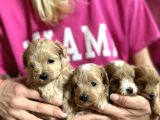 Çi̇ft Renkli̇ Malti̇poo Bebekleri̇mi̇z