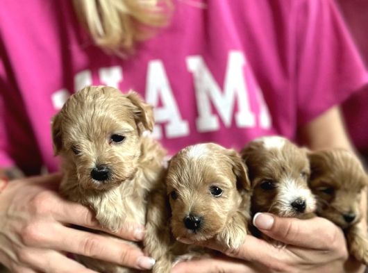 Çi̇ft Renkli̇ Malti̇poo Bebekleri̇mi̇z görsel