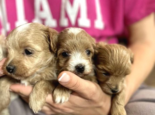 Çi̇ft Renkli̇ Malti̇poo Bebekleri̇mi̇z görsel