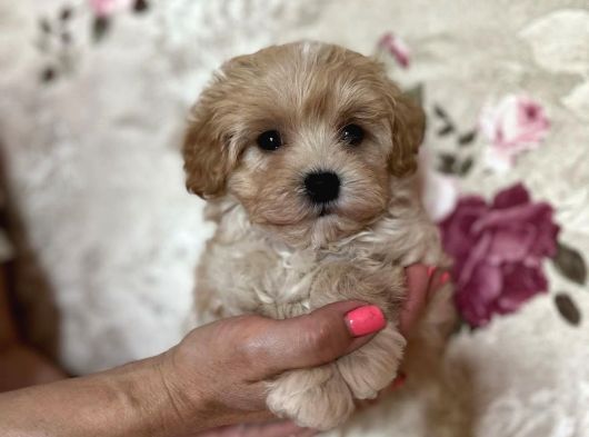Tosbi̇k Malti̇poo Bebekler