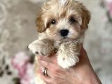 Tosbi̇k Malti̇poo Bebekler