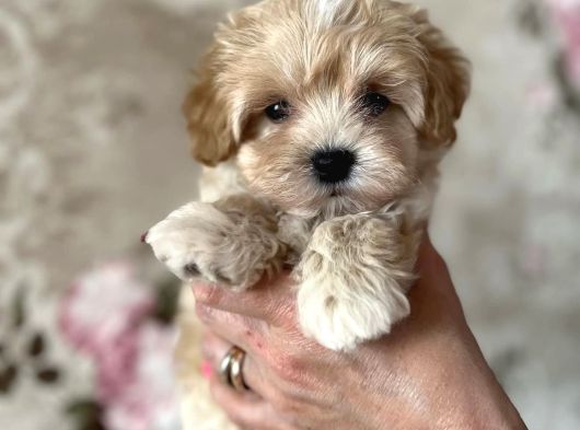 Tosbi̇k Malti̇poo Bebekler görsel