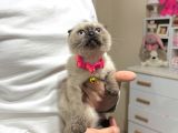 Scottish Fold Chocolate Point