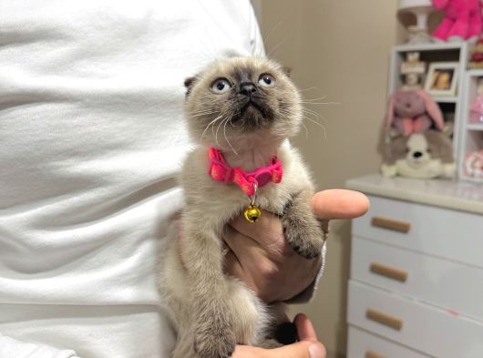 Scottish Fold Chocolate Point görsel