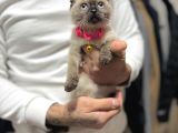 Scottish Fold Chocolate Point