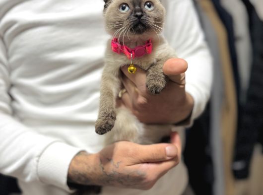 Scottish Fold Chocolate Point görsel