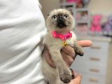 Scottish fold Chocolate Point