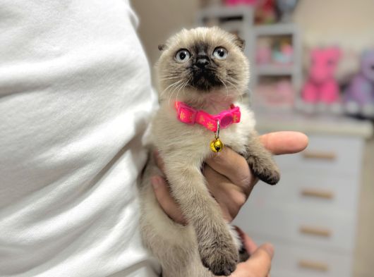 Scottish Fold Chocolate Point