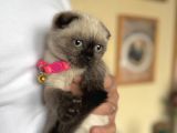 Scottish Fold Chocolate Point