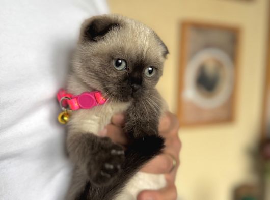 Scottish Fold Chocolate Point görsel