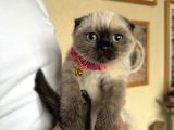 Scottish Fold Chocolate Point