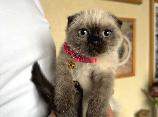 Scottish Fold Chocolate Point görsel