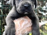 Heybetli Dev Gibi Cane Corso Yavrular