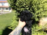 AŞILI KARNELİ SİYAH POODLE