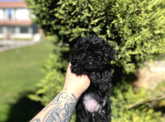 AŞILI KARNELİ SİYAH POODLE