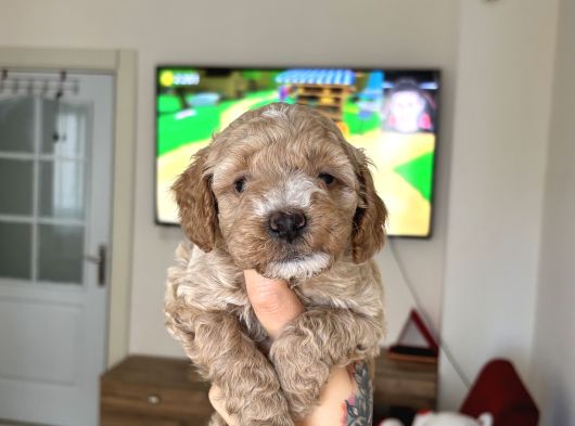 Maltipoo Yavrularımız görsel