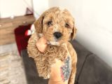 Maltipoo Yavrularimiz