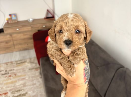 Maltipoo Yavrularimiz