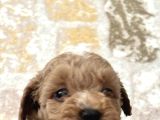 Maltipoo Yavrularimiz