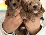 Maltipoo Yavrularımız