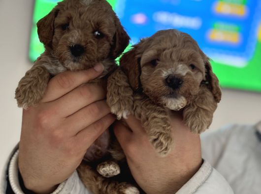 Maltipoo Yavrularımız görsel