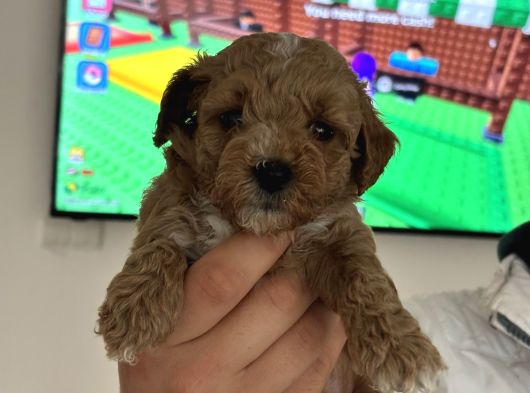 Maltipoo Yavrularimiz görsel