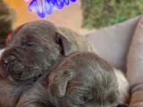 Güç Sevenlere A Scr Canecorso Blue Bebeklerimiz