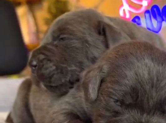 Güç Sevenlere A Scr Canecorso Blue Bebeklerimiz görsel