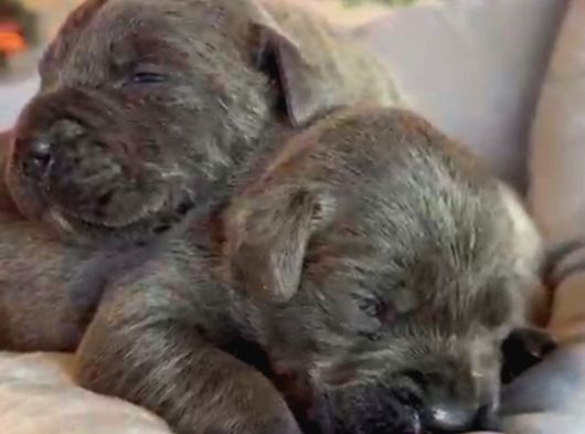 Güç Sevenlere A Scr Canecorso Blue Bebeklerimiz görsel