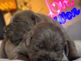 Güç Sevenlere A Scr Canecorso Blue Bebeklerimiz