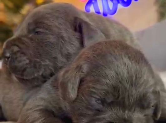 Güç Sevenlere A Scr Canecorso Blue Bebeklerimiz görsel