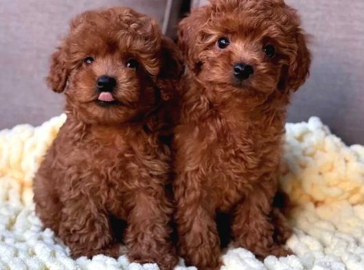 Aşıları Tam Teslime Hazır Safkan Toypoodle