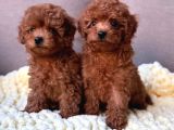 Aşıları Tam Teslime Hazır Safkan Toypoodle