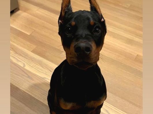 Scrli Kızıl Ve Siyah Aşıları Tam Estetikli Doberman Yavrular görsel