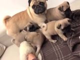 Pug Bebeklerimiz