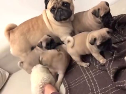 Pug Bebeklerimiz görsel